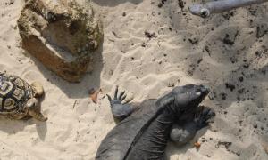 IMG_2523_0.jpg